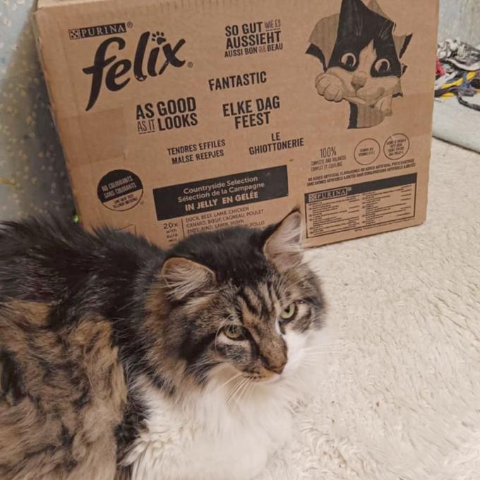Merlin