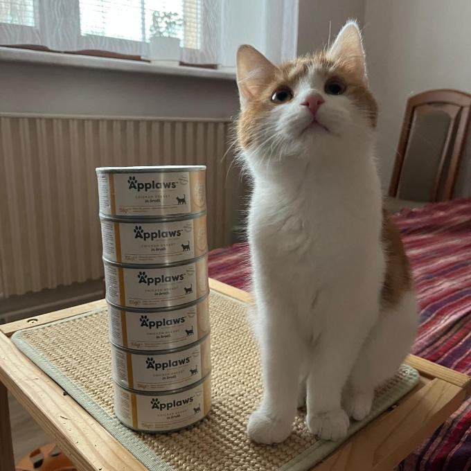 Jožo Pussycat
