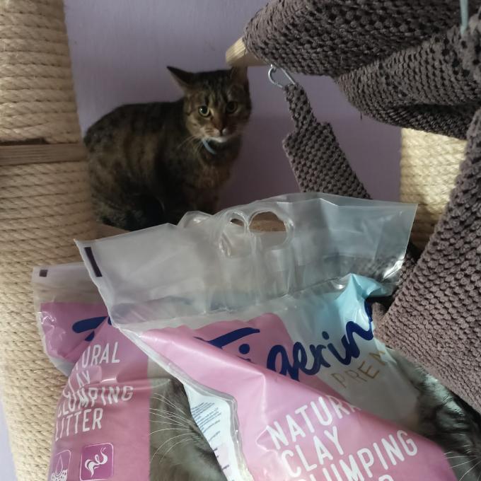 FeLV pozitivní Konvalinka