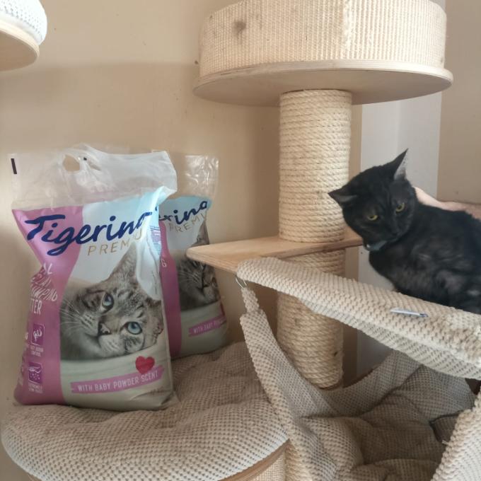 FIV pozitivní Petúnie