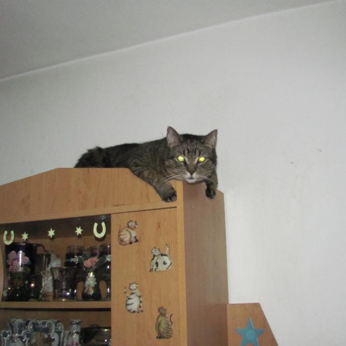 Micinka