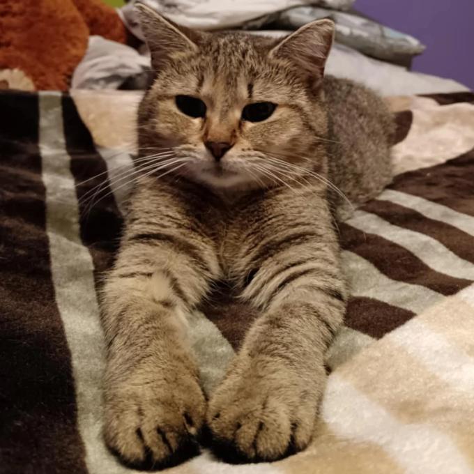 Miška