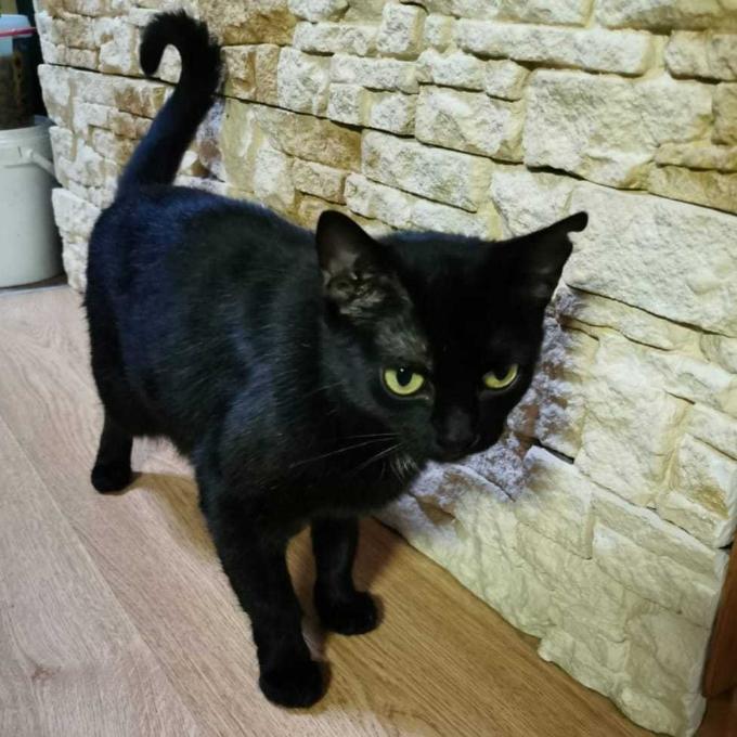 Divoška
