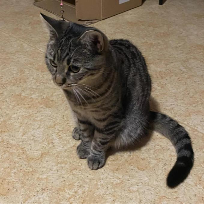 Sisi