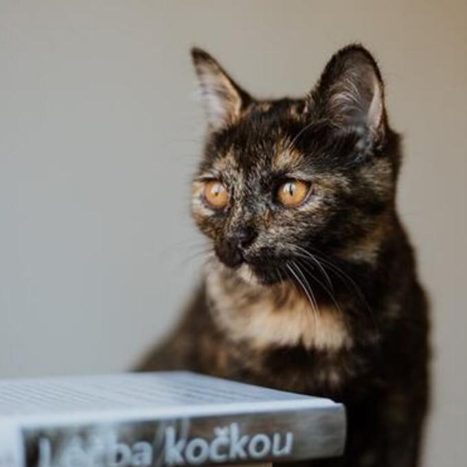 Beátka