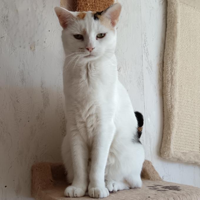 Nikitka