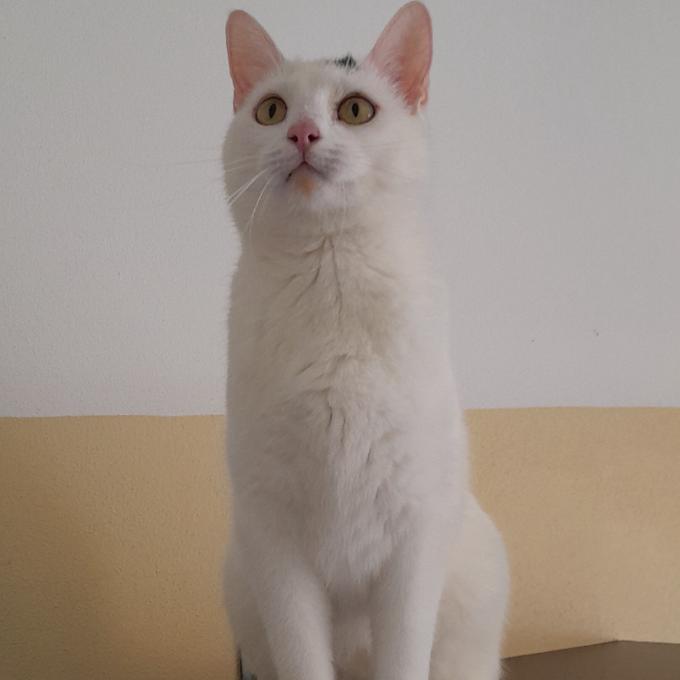 Lili