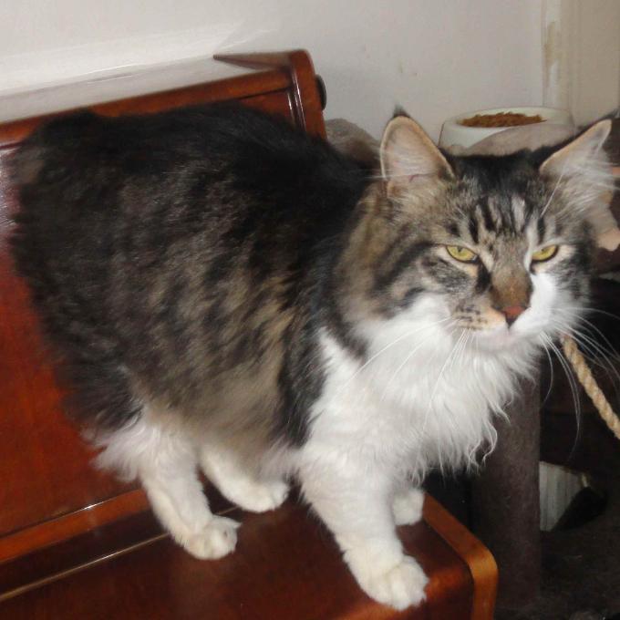 Merlin