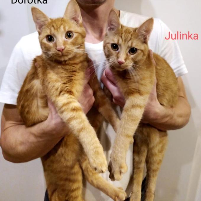 Dorotka