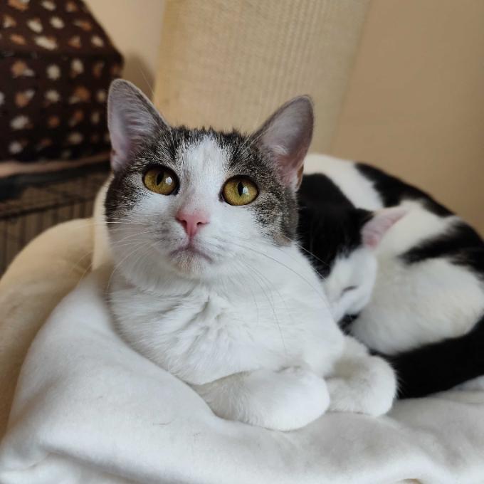 Meredith