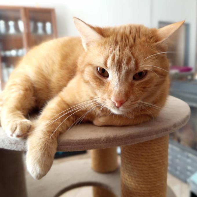 Toffie