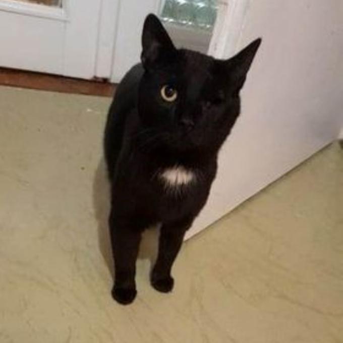Merlin
