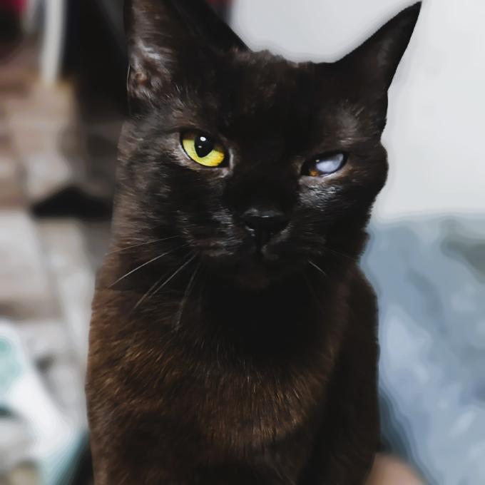 Bella
