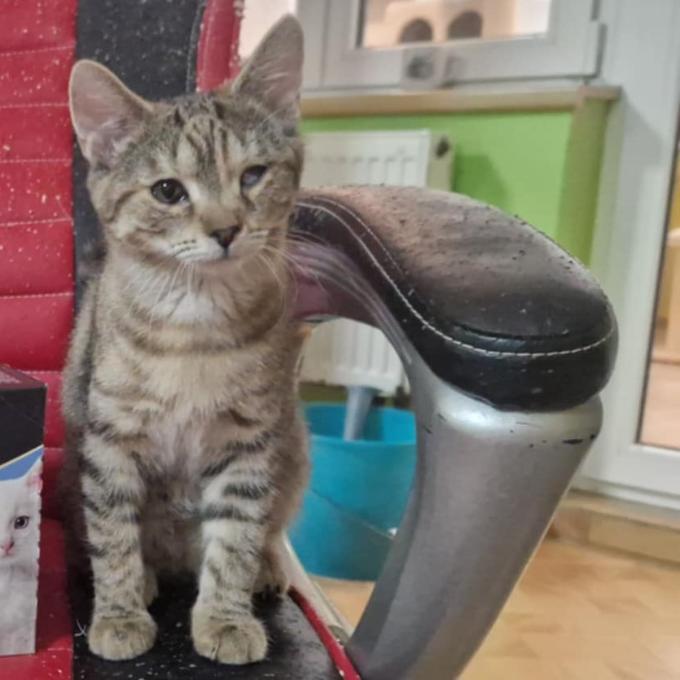 Simba z Bechlína