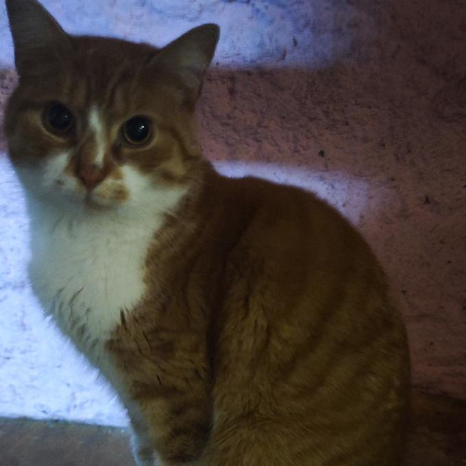 Šimon