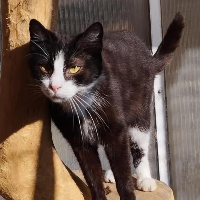 Tom