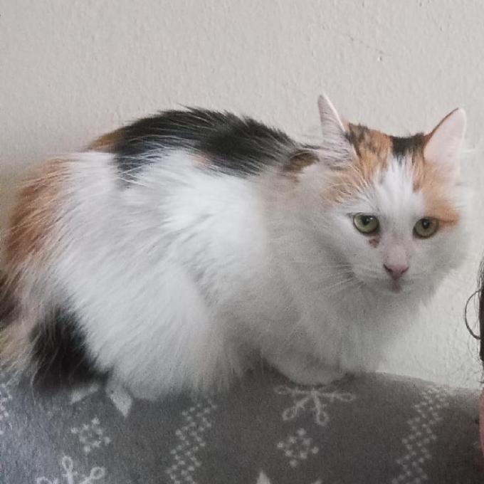 Mia
