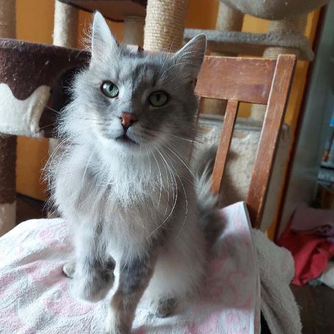 Marek