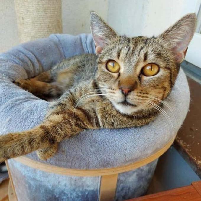 Dáša