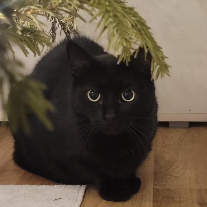 Sabrina