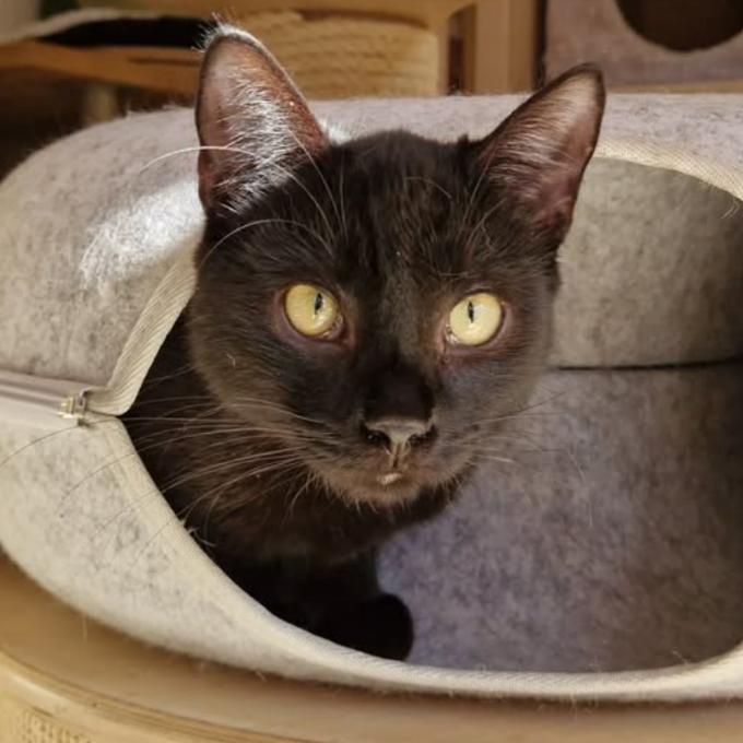 Loki