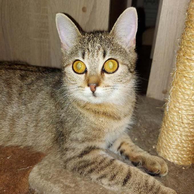 Gisela