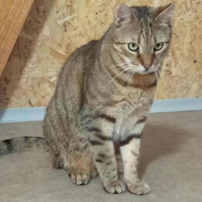 Teodor