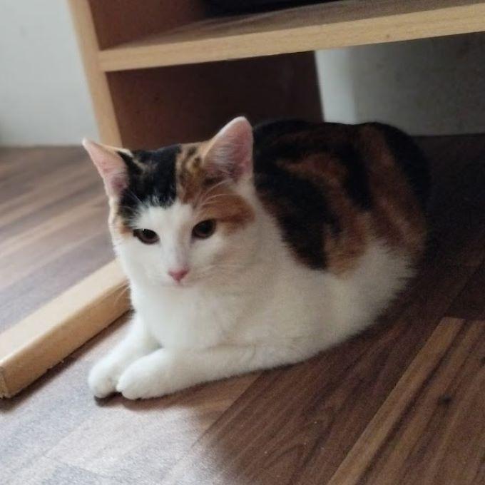Simonka