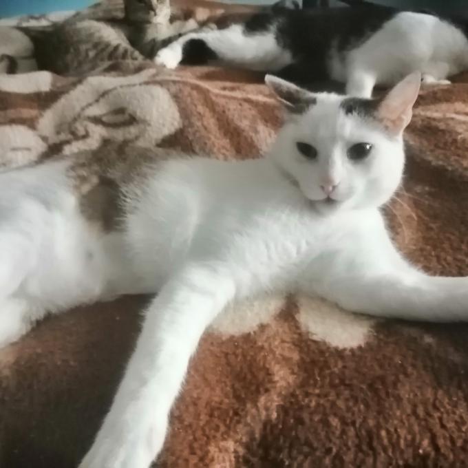 Pižla