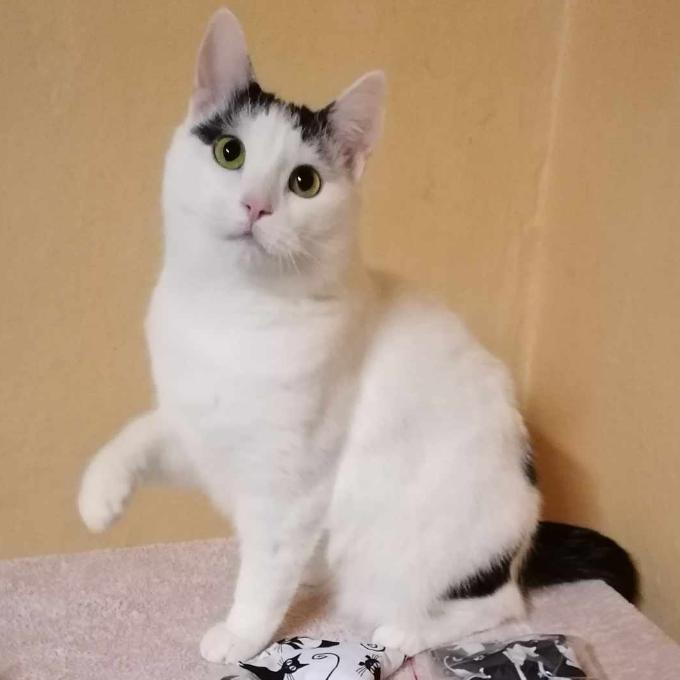 Bibi