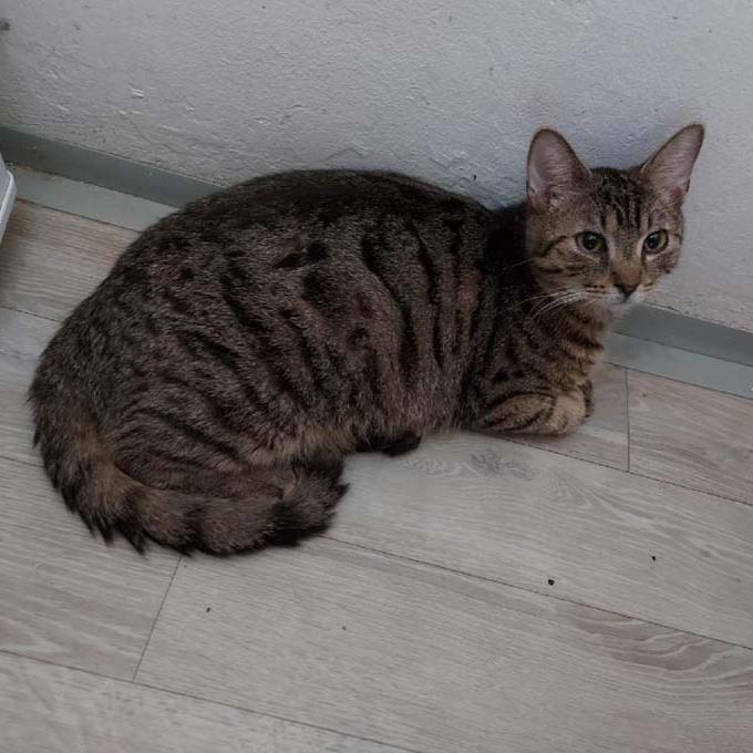 Cypřiš