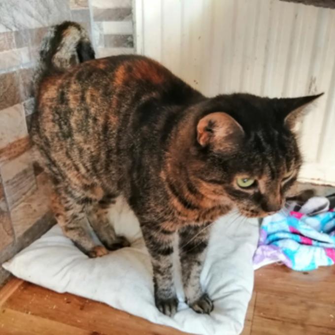 Mydlinka