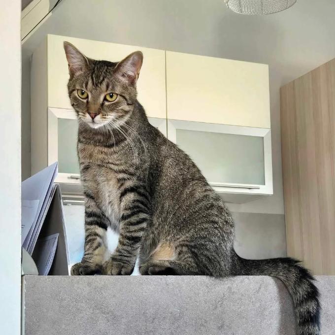 Elvis