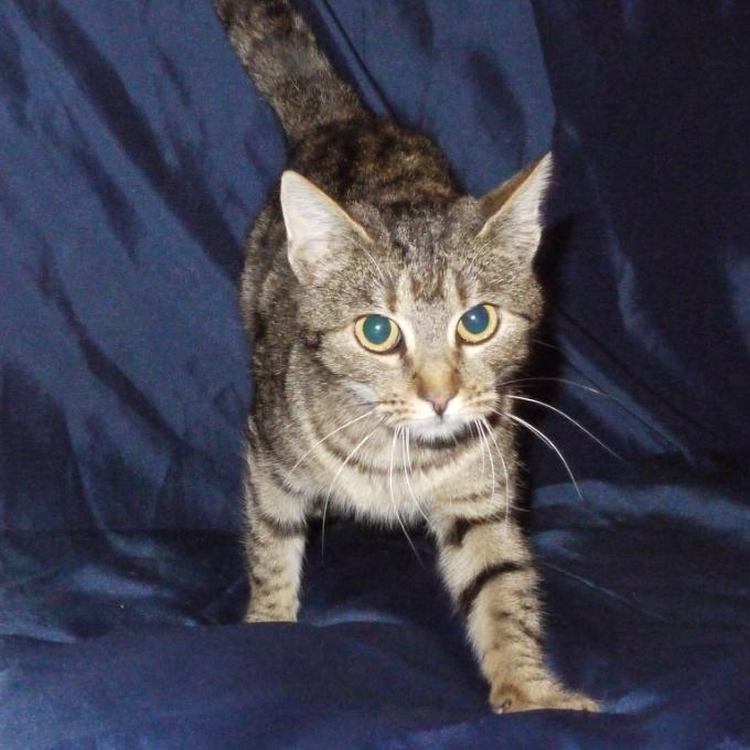 Stella