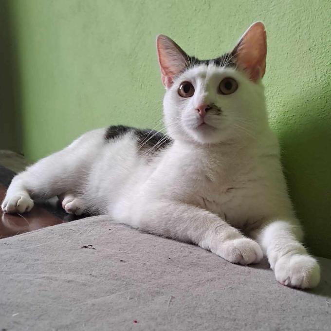 Martínek