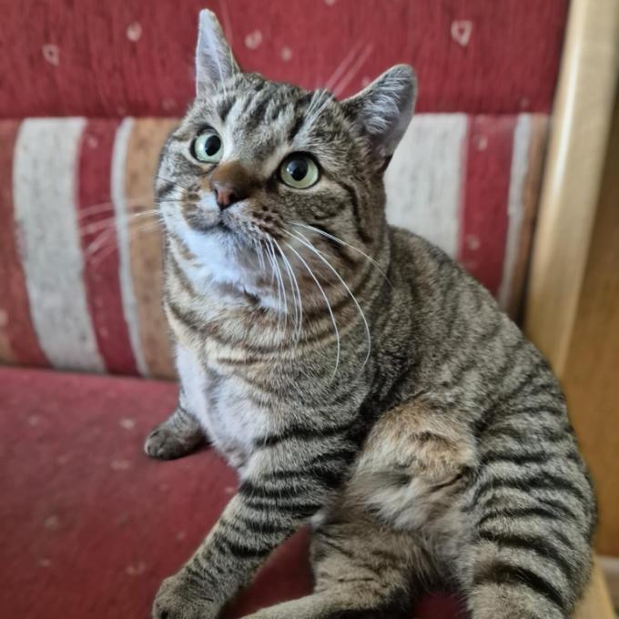Tedík