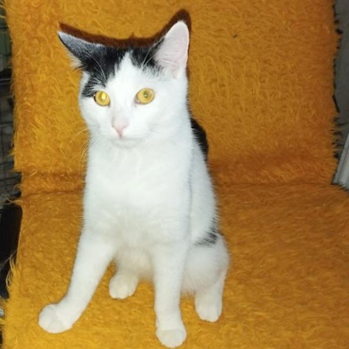 Macíček