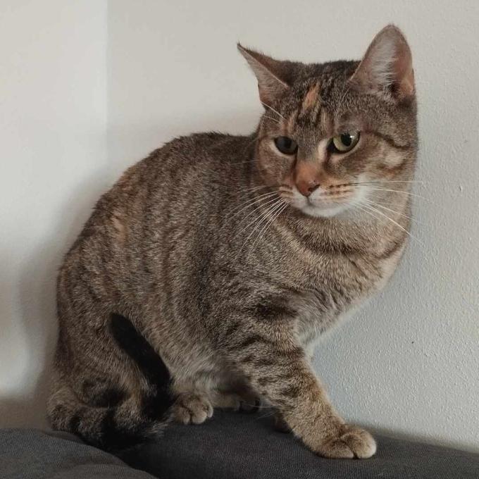 Ori