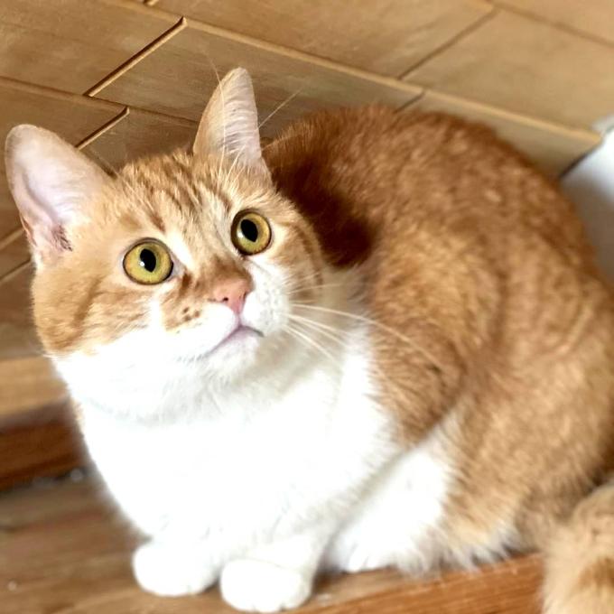 Ráchel