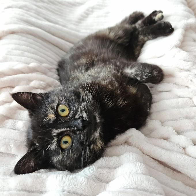 Toffie