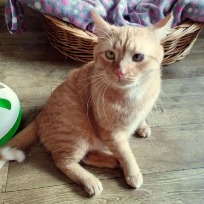 Medík