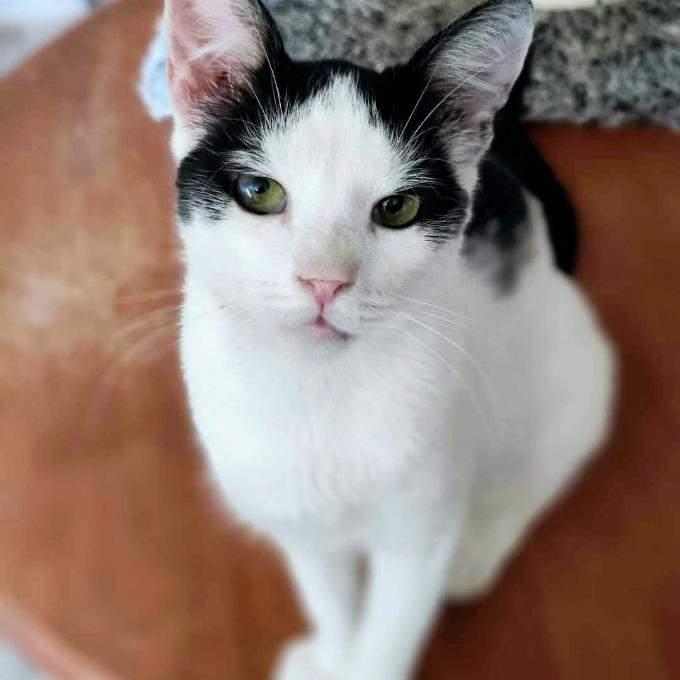 Ferdinand