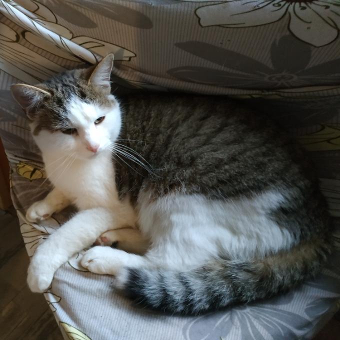 Miki