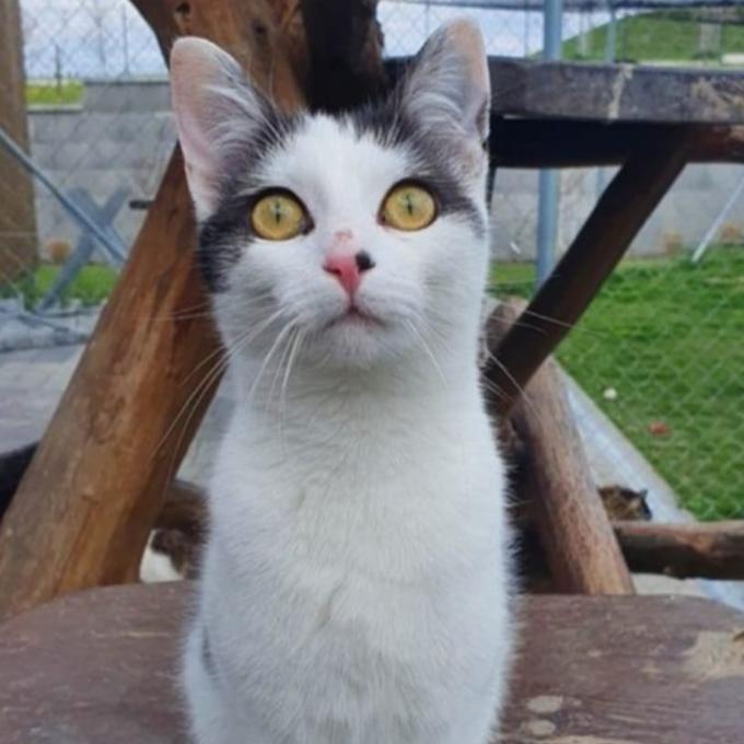 Jasmin