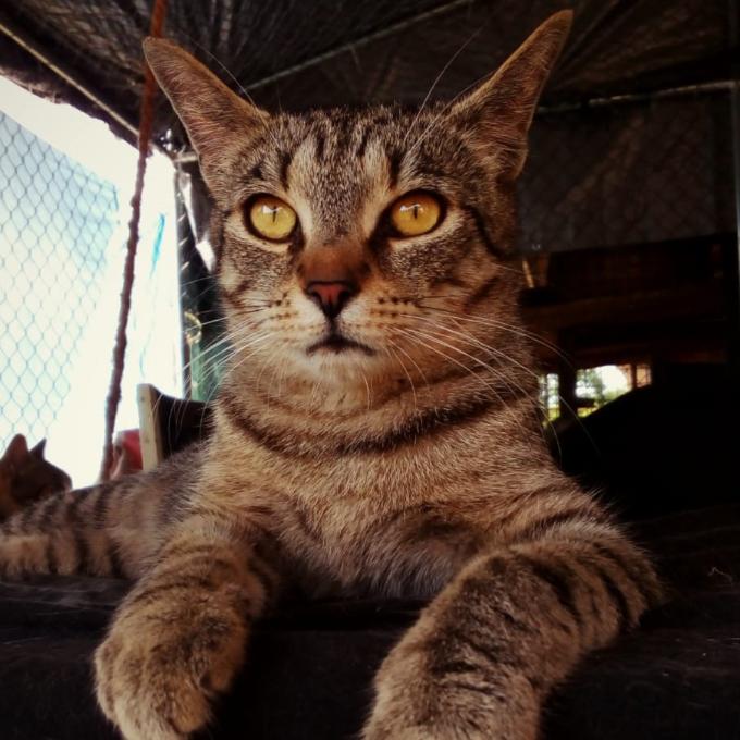 Bertík