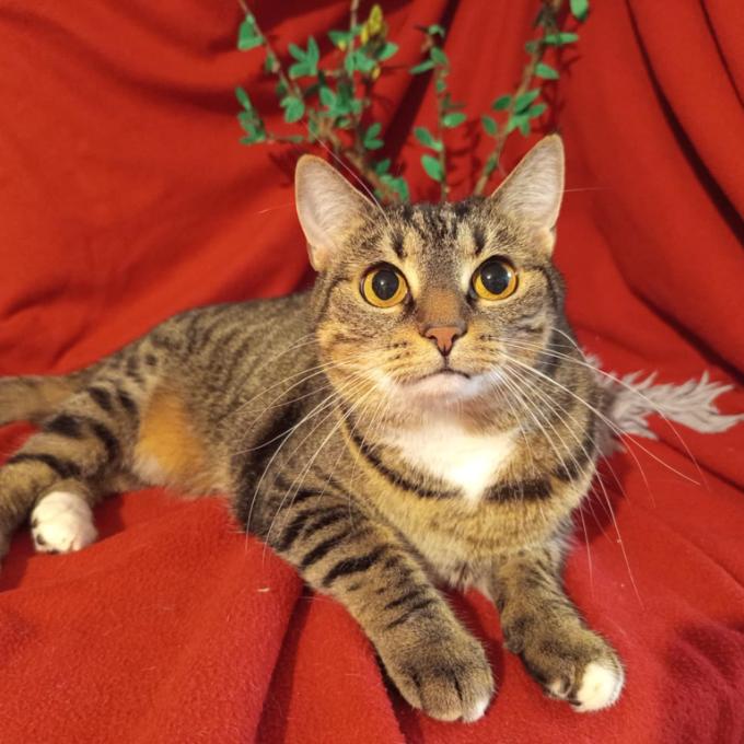 Cirila
