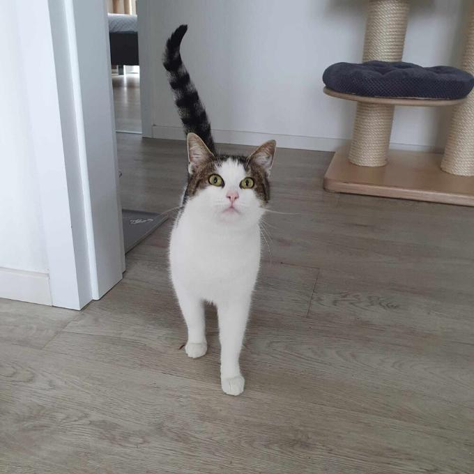 Mášenka