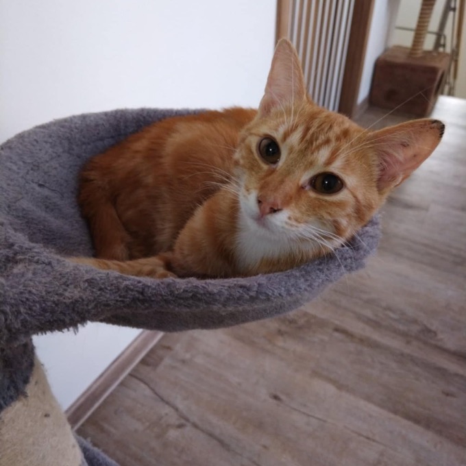 Teddík