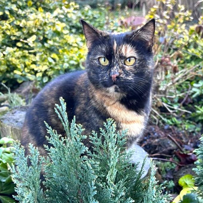 Xenie