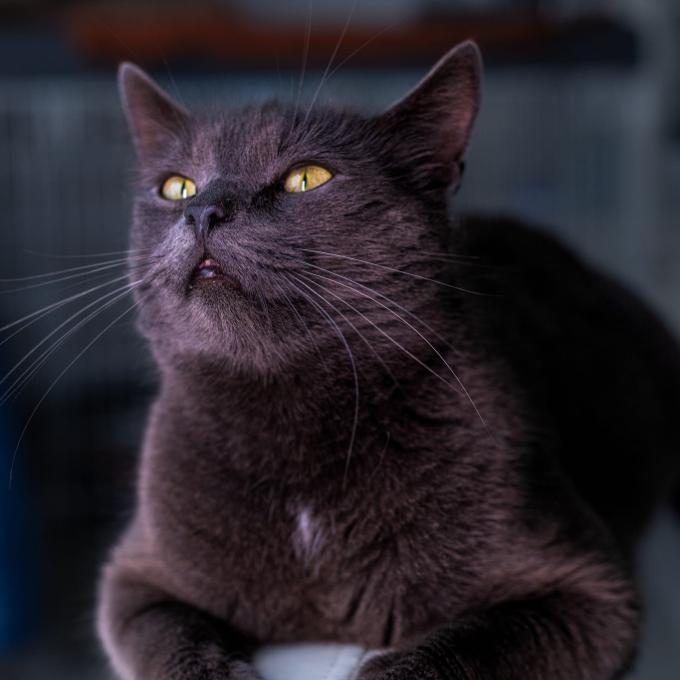 Coco
